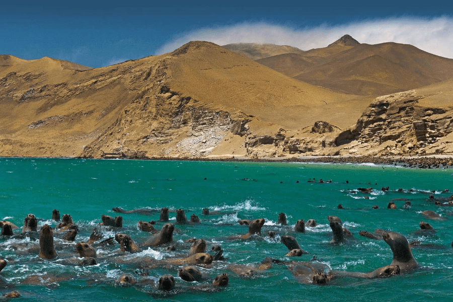 Tour Reserva Nacional de Paracas