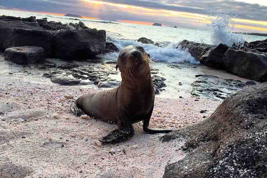 Tour con Snorkel en La Isla Seymour